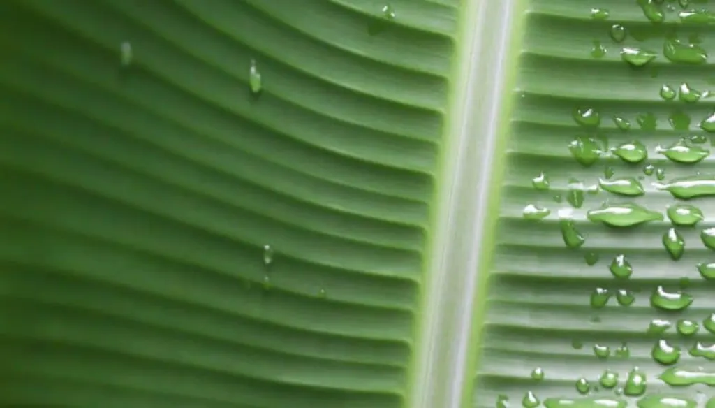eau pluie