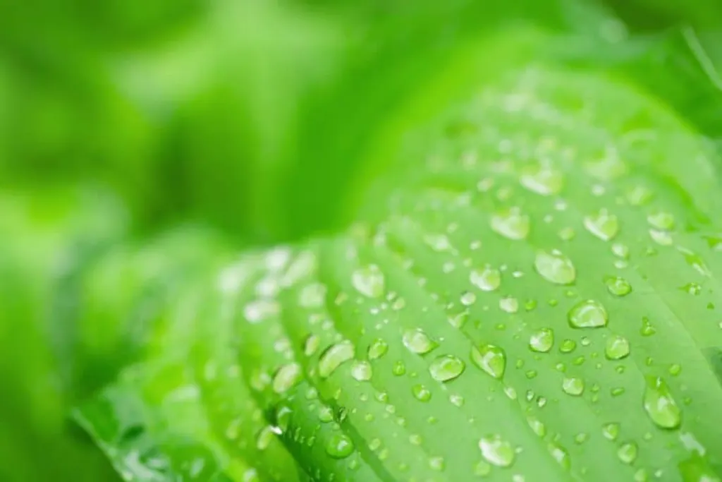 eaux pluie