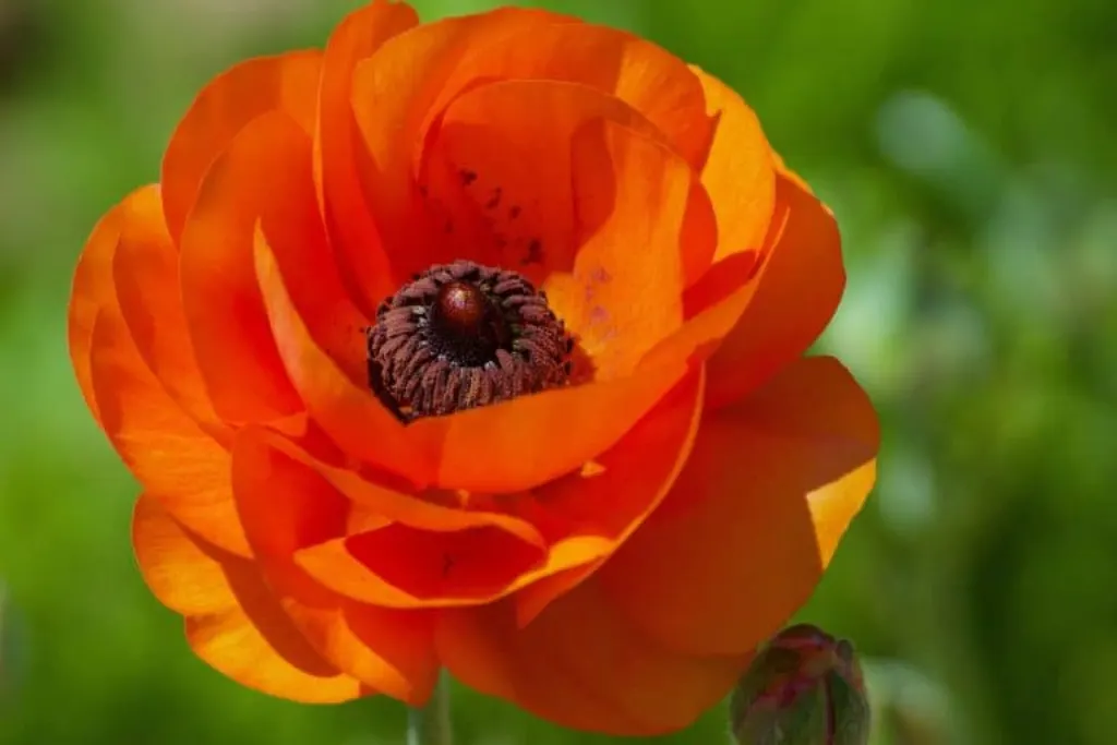 faire croitre