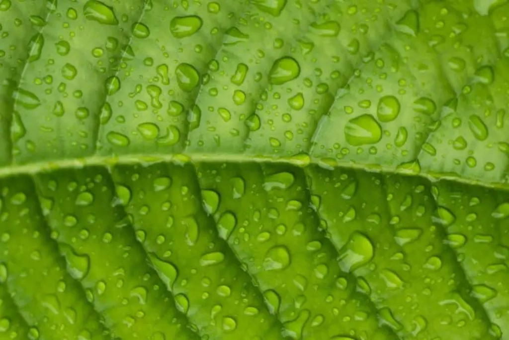 leau pluie