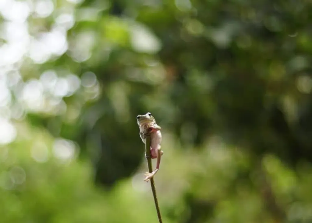 screaming frog