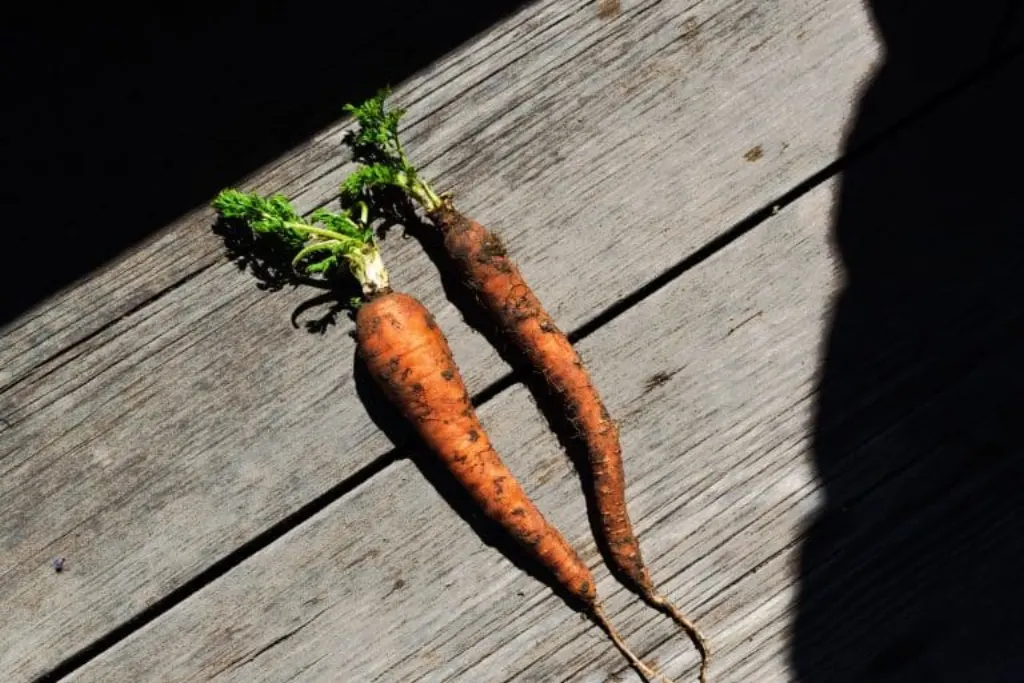 tannage vegetal