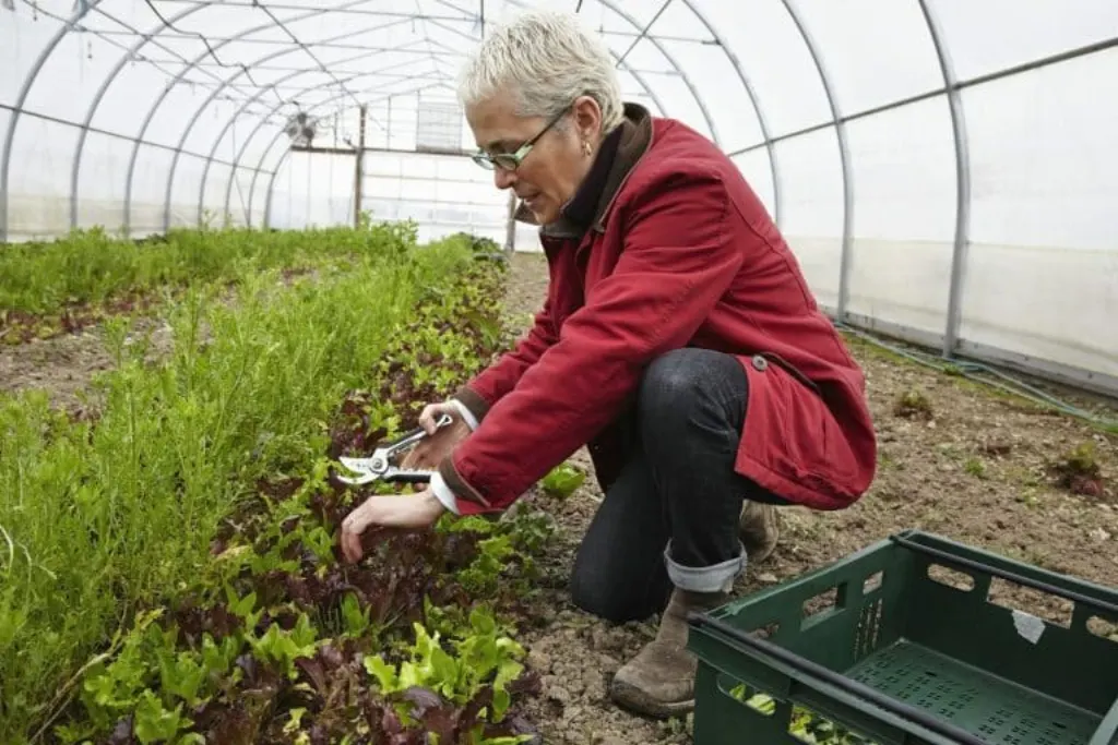 culture plantes