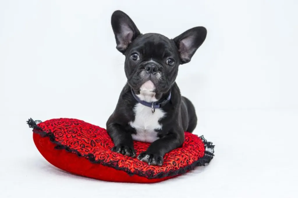 découvrez nos chiens de protection, spécialement entraînés pour assurer votre sécurité et celle de vos proches. offrant loyauté et vigilance, nos chiens sont le choix idéal pour protéger votre foyer et votre famille.