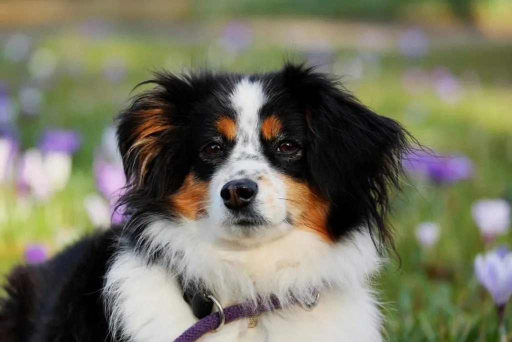 découvrez les chiens de protection, des compagnons loyaux et fiables, spécialement formés pour assurer la sécurité de votre famille et de vos biens. apprenez comment ces animaux exceptionnels peuvent devenir un élément clé de votre protection quotidienne.