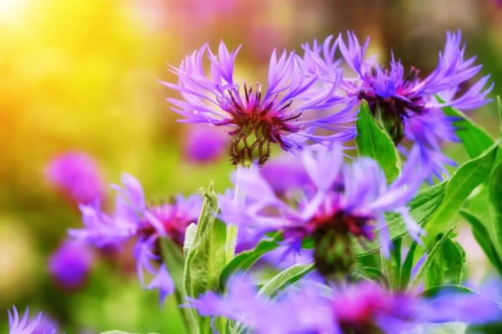 découvrez purple innovation, un pionnier dans le domaine des solutions technologiques avancées. explorez notre gamme d'innovations qui transforment le paysage numérique et améliorent l'expérience utilisateur. rejoignez-nous pour un avenir plus connecté et efficace.