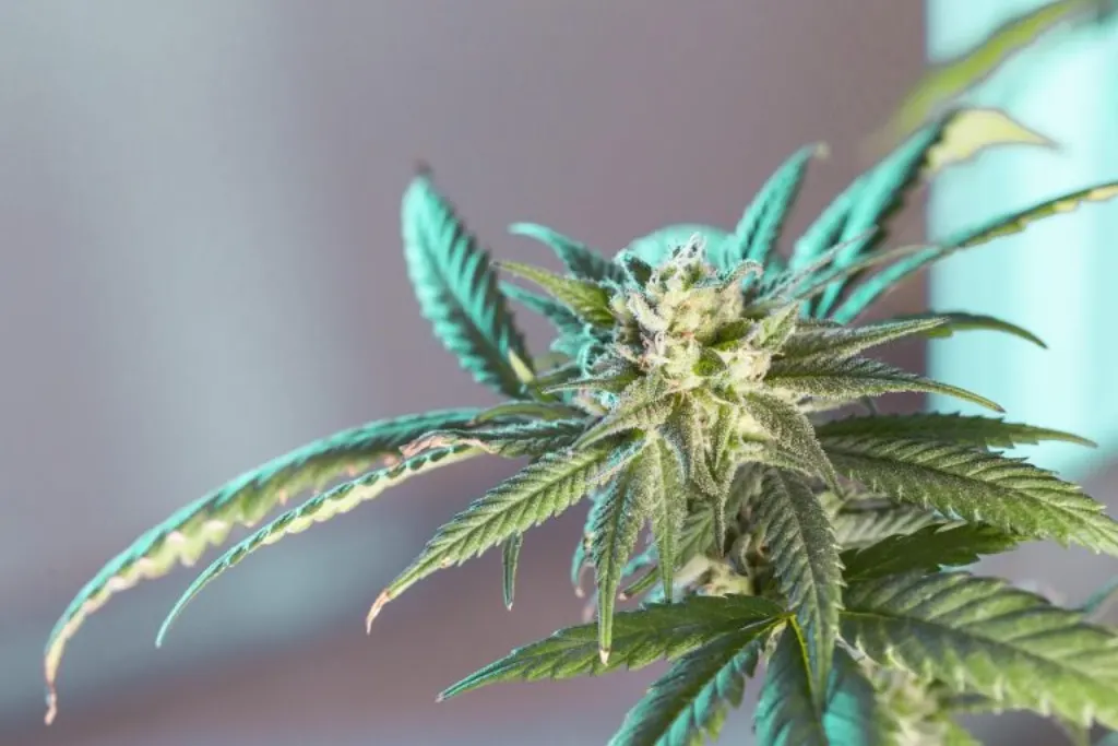 découvrez le cannabis, ses bienfaits, ses usages médicaux et récréatifs, ainsi que les dernières législations. informez-vous sur les variétés, les modes de consommation et l'impact sur la santé.