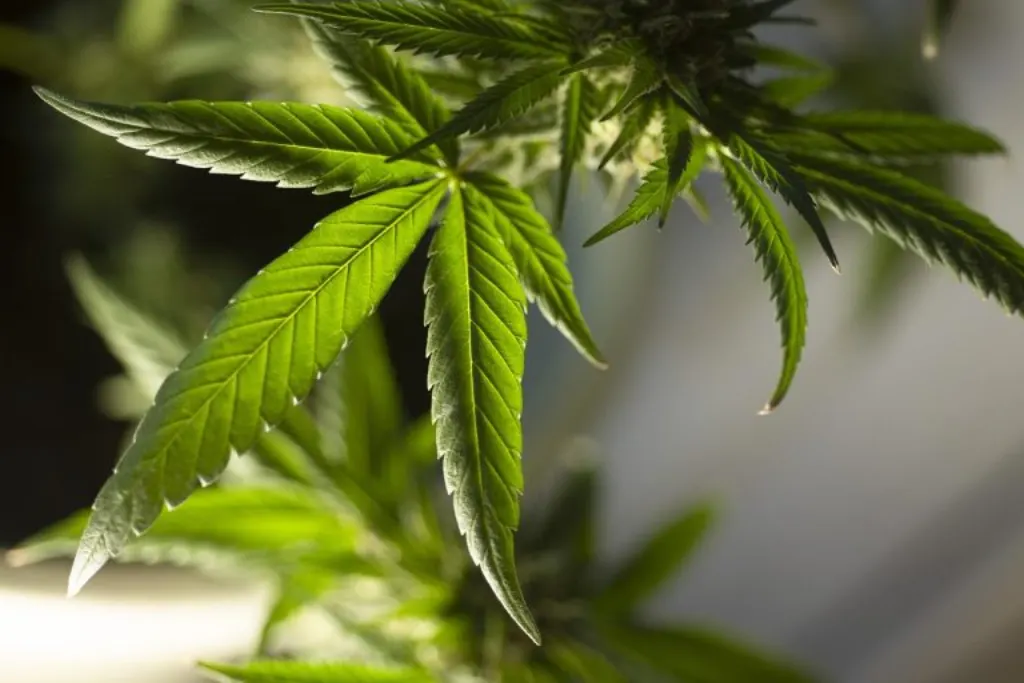 découvrez tout sur le cannabis : ses origines, ses usages médicinaux, ses effets, et les aspects légaux. informez-vous sur cette plante fascinante et ses multiples applications, que ce soit pour le bien-être ou le plaisir.