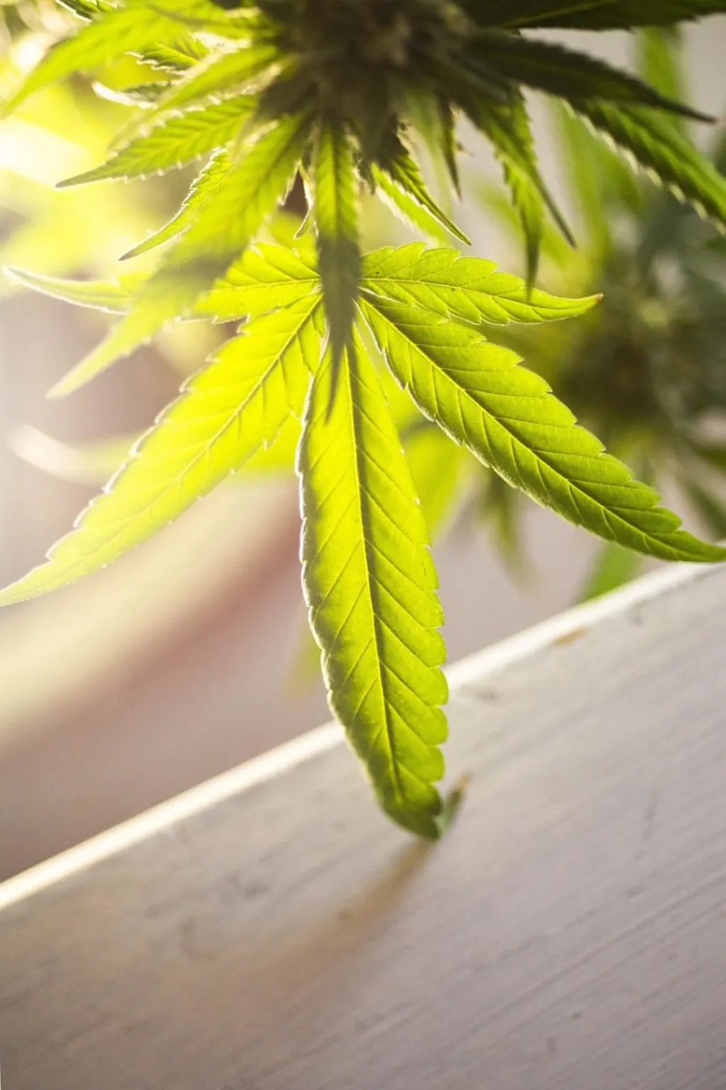 découvrez tout ce qu'il faut savoir sur le cannabis : ses origines, ses effets, ses différentes variétés et ses usages médicaux et récréatifs. plongez dans l'univers fascinant du cannabis et informez-vous sur les dernières actualités et législations entourant cette plante emblématique.