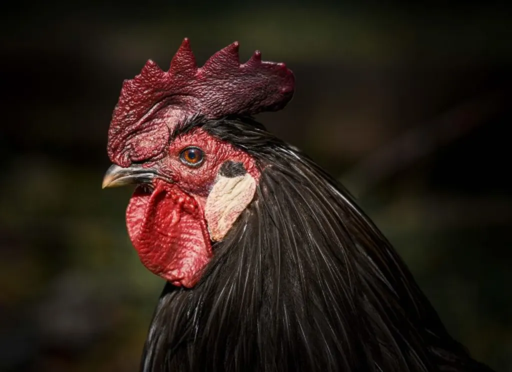 découvrez le poulet sous toutes ses formes : recettes savoureuses, conseils de cuisson et bienfaits nutritionnels. apprenez à préparer des plats délicieux à base de poulet qui raviront vos papilles et enrichiront vos repas quotidiens.