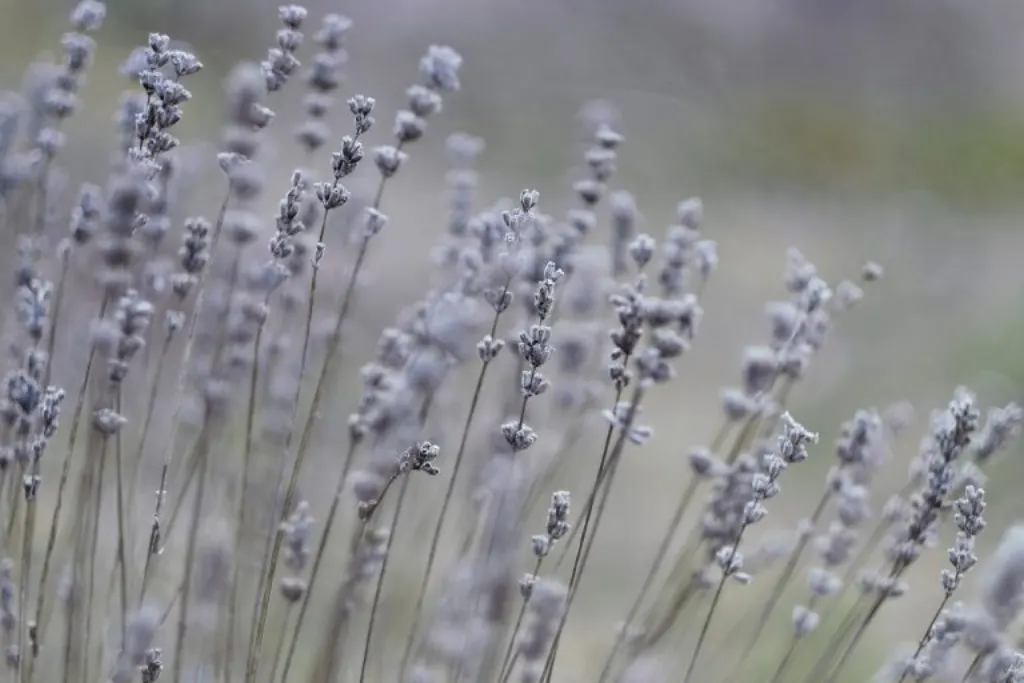 découvrez l'univers envoûtant des fragrances, un mélange d'art et de science qui éveille les sens. explorez des senteurs uniques pour chaque occasion et laissez-vous séduire par des compositions olfactives qui racontent une histoire. trouvez la fragrance parfaite qui vous correspond et sublimez votre personnalité grâce à des parfums d'exception.