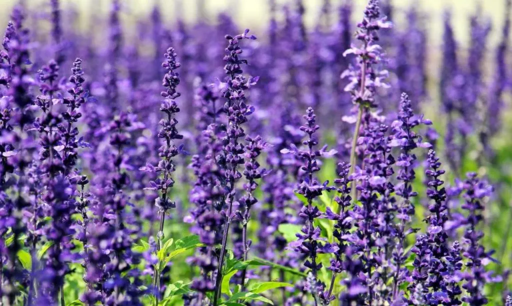 découvrez l'univers envoûtant des fragrances, où chaque parfum raconte une histoire unique. explorez notre sélection de senteurs raffinées, des éclats floraux délicats aux notes boisées profondes, pour exprimer votre personnalité et éveiller vos sens.