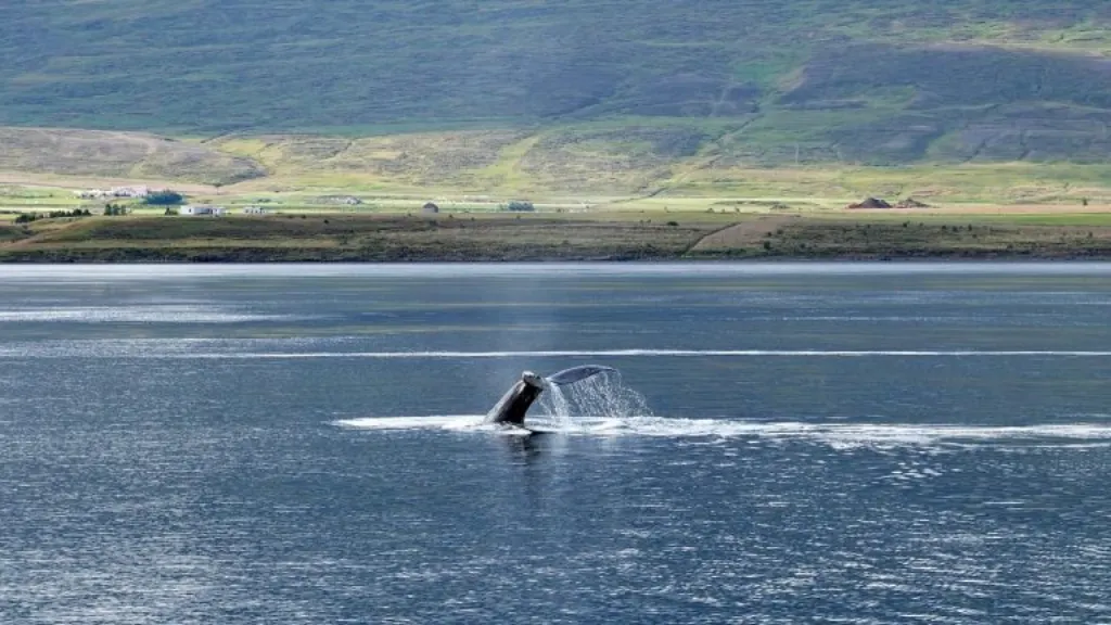 découvrez l'immensité des océans en participant à une excursion d'observation des baleines. admirez ces majestueux géants marins dans leur habitat naturel, vivez une expérience inoubliable et en apprenant davantage sur leur comportement et leur conservation.