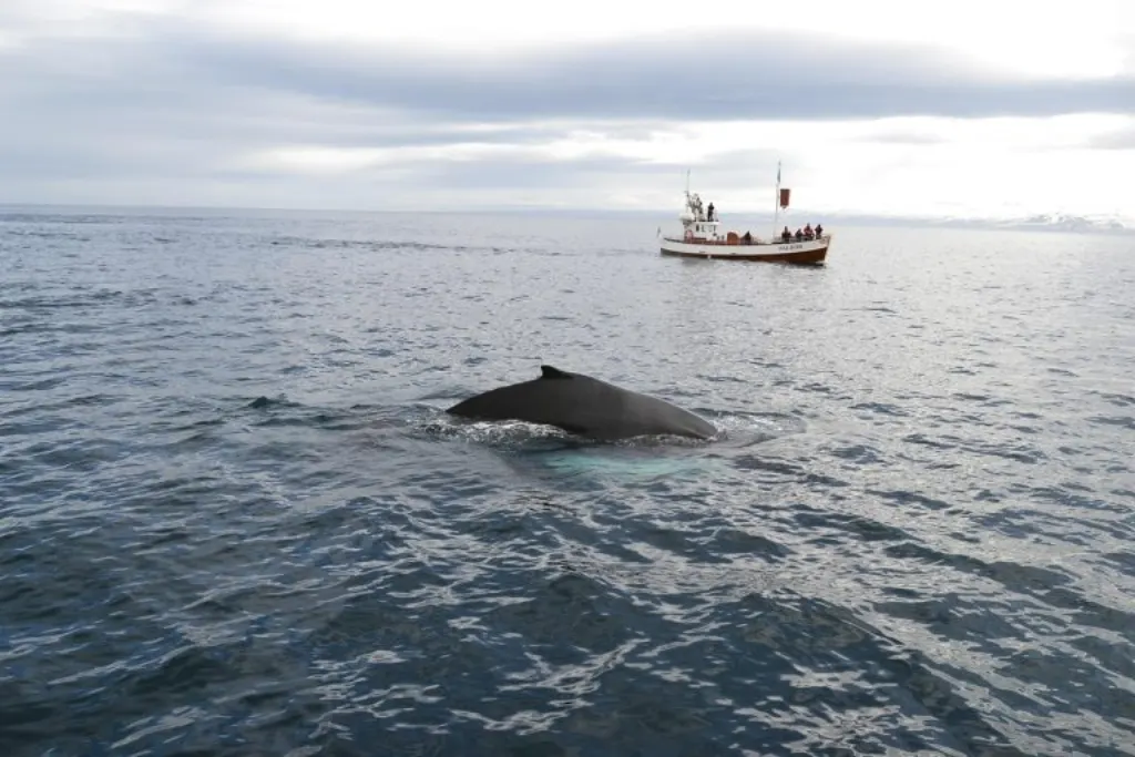 découvrez l'excitation de l'observation des baleines, un voyage inoubliable au cœur des océans. admirez ces majestueuses créatures marines dans leur habitat naturel et vivez une expérience unique en pleine nature.