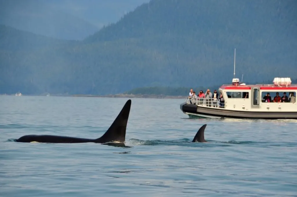 partez à l'aventure et découvrez les géants des mers avec nos excursions d'observation des baleines. vivez des moments inoubliables en pleine nature, apprenez sur ces créatures majestueuses et capturez des souvenirs mémorables lors de cette expérience unique.