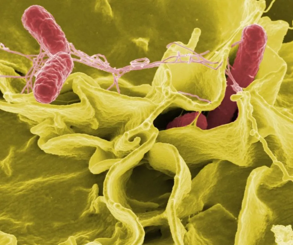 découvrez tout sur la salmonelle, bactéries responsables d'infections alimentaires. apprenez les symptômes, les causes, les précautions à prendre et les traitements pour vous protéger contre cette maladie. informez-vous pour garantir votre sécurité alimentaire.