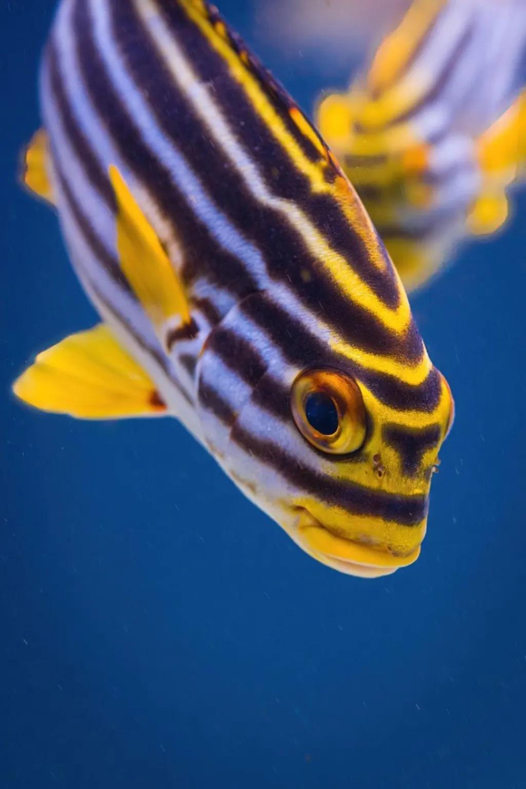 découvrez les enjeux et les opportunités de l'exploitation marine, un domaine clé pour la durabilité des ressources maritimes et la préservation de notre planète. explorez les innovations et les pratiques responsables en matière de pêche, d'aquaculture et de gestion maritime.