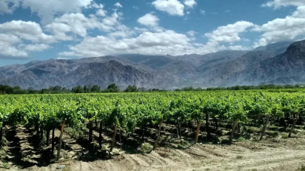 découvrez le monde fascinant des vignobles : un voyage au cœur des cépages, des terroirs d'exception et des traditions viticoles. explorez les secrets de la vinification, les meilleures pratiques de culture et laissez-vous enivrer par les arômes des vins fins lors de nos visites guidées et dégustations.
