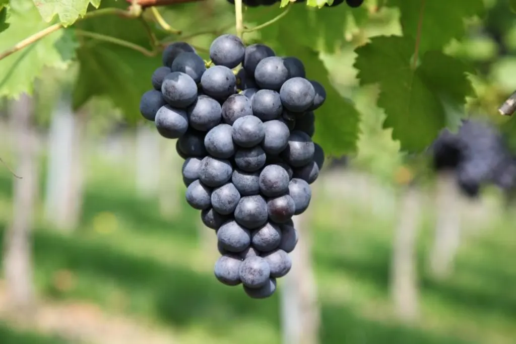 découvrez l'univers fascinant des vignobles, où tradition et savoir-faire se rencontrent pour créer des vins d'exception. explorez les différentes cépages, les techniques de vinification et les paysages pittoresques des régions viticoles, tout en savourant des expériences inoubliables au cœur des vineyards.