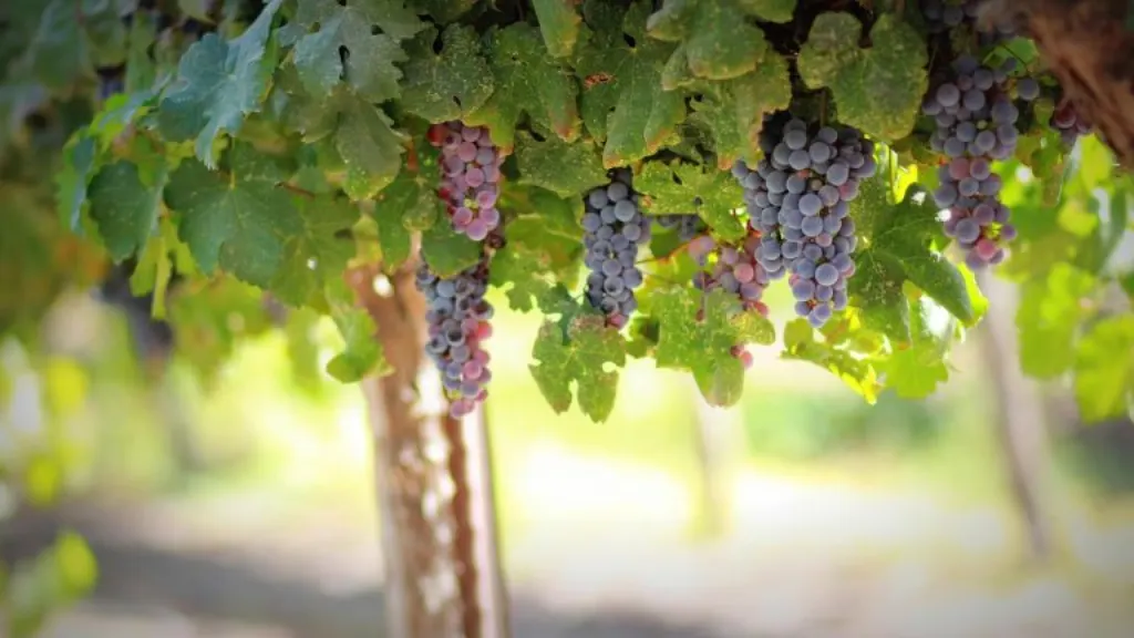 découvrez l'univers fascinant des vignobles : des paysages enchanteurs, des cépages variés et des traditions viticoles riches. explorez l'art de la vinification et savourez des expériences inoubliables au cœur des meilleurs terroirs.