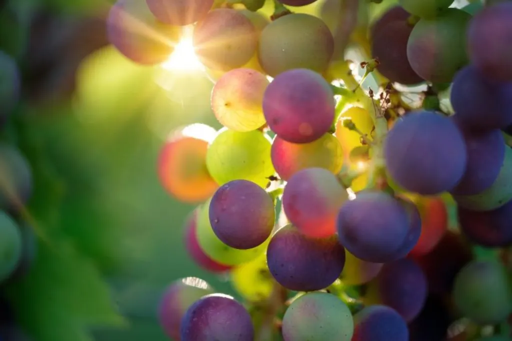 découvrez l'univers fascinant des vignobles, où la passion pour la viticulture se mêle à des paysages enchanteurs. explorez les différents types de vins, apprenez sur les techniques de vinification et laissez-vous séduire par des dégustations mémorables au cœur des meilleures régions viticoles.