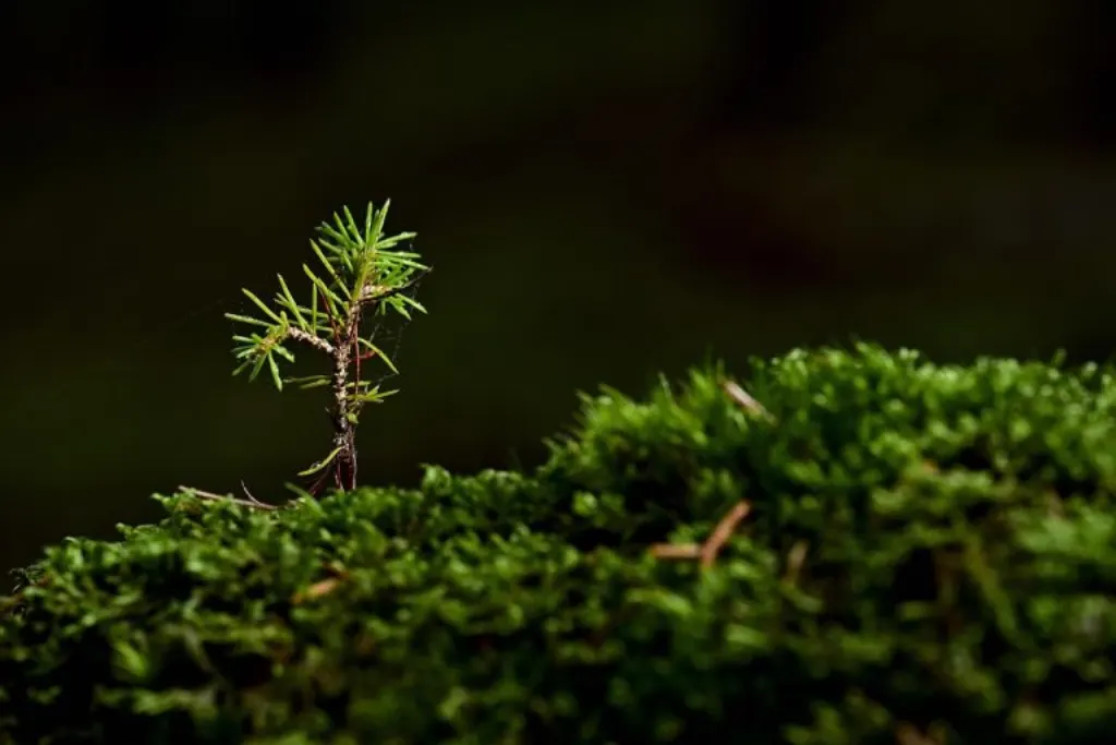 découvrez les clés de la viralité et apprenez comment stimuler la croissance rapide de votre entreprise grâce à des stratégies de viral growth efficaces. conseils, astuces et exemples concrets pour maximiser votre impact en ligne.