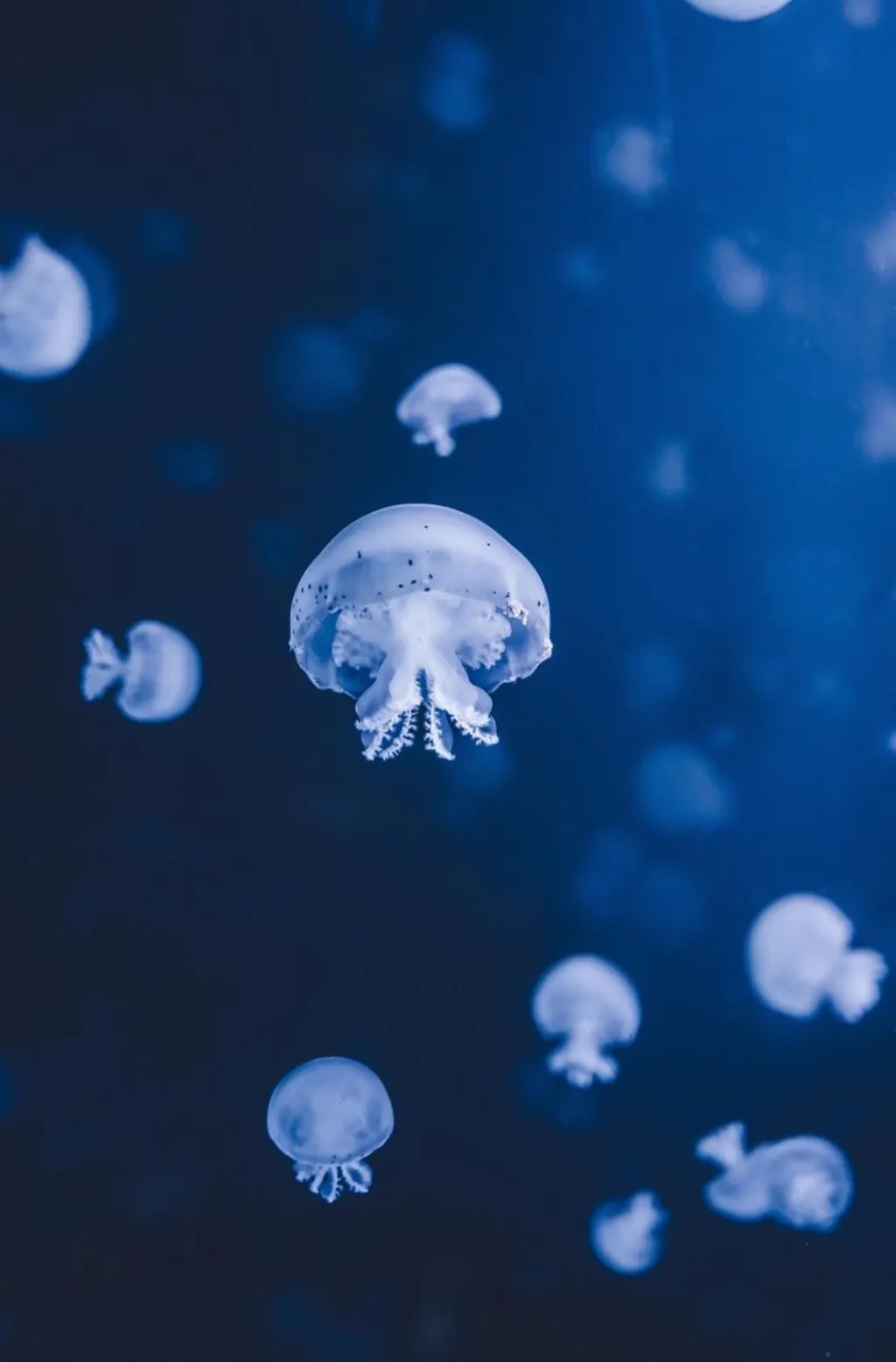 découvrez les ocean companies, des entreprises innovantes spécialisées dans les solutions maritimes, le développement durable et la protection des océans. explorez leurs services et engagements pour un avenir bleu.
