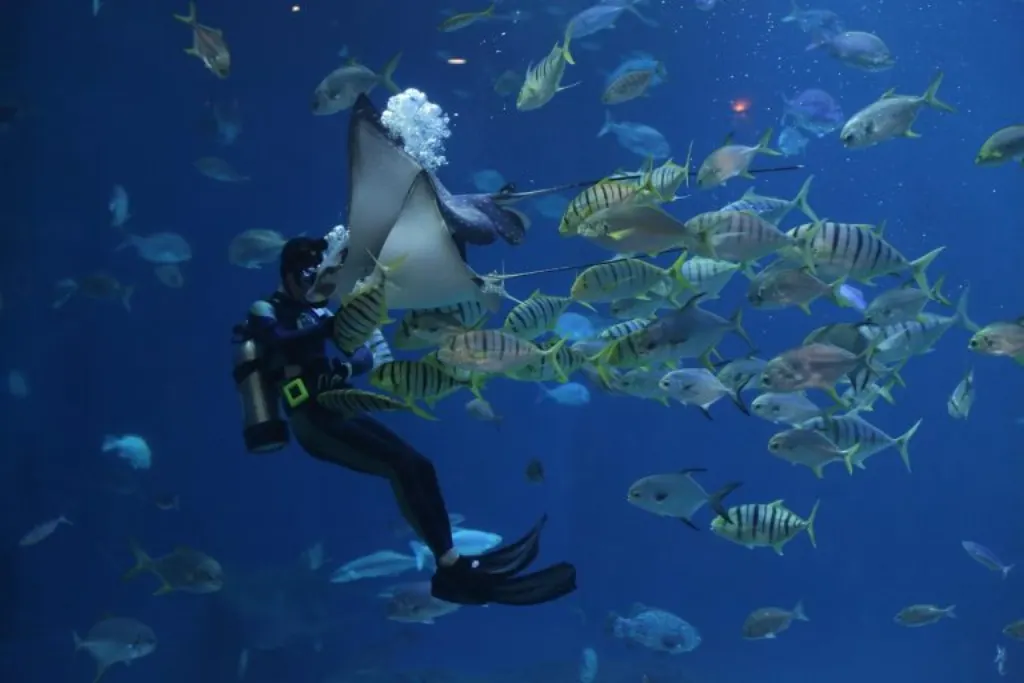 découvrez les écosystèmes affectés par l'exploitation minière en haute mer, leurs enjeux environnementaux et les défis pour la préservation de la biodiversité marine.