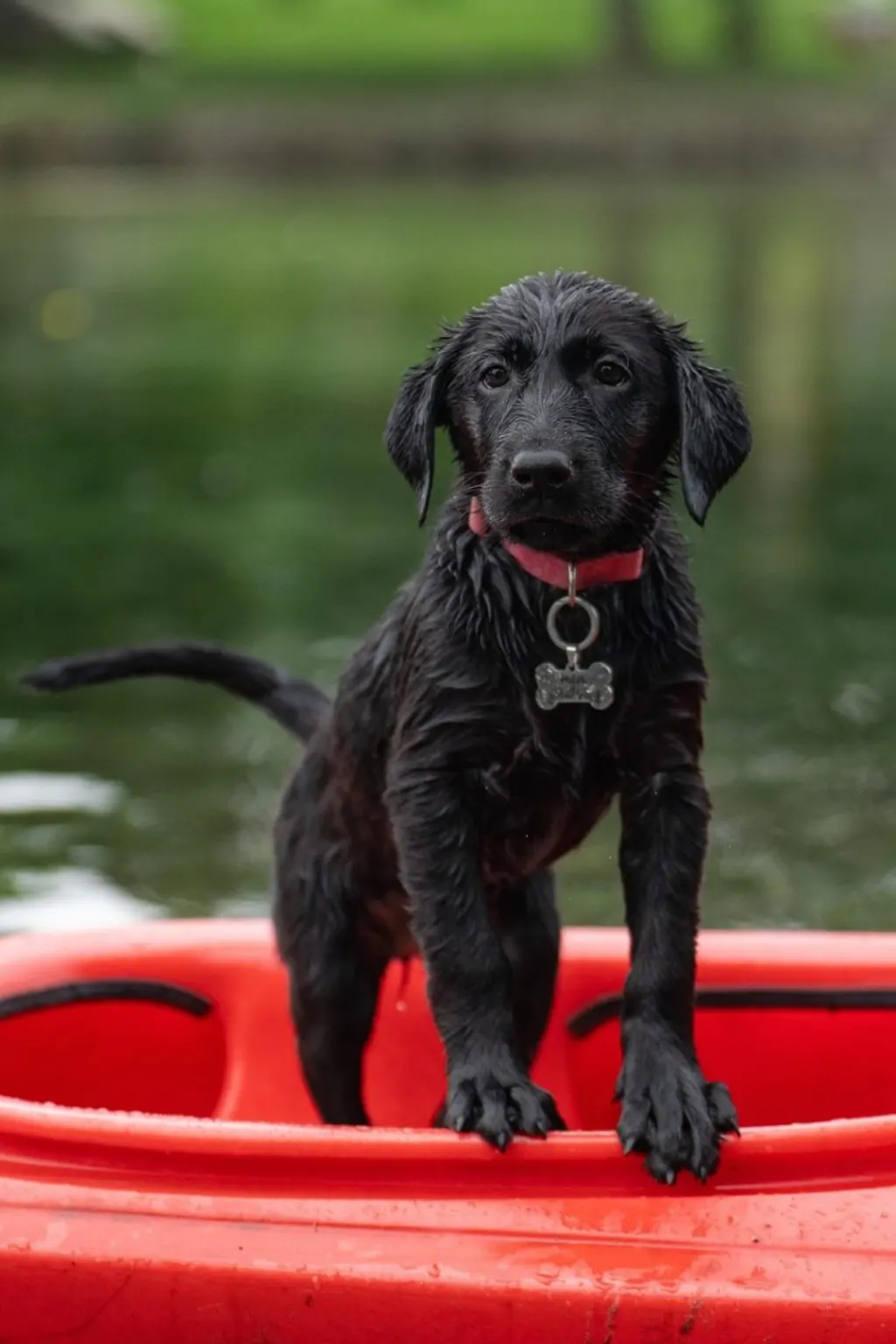 informations importantes sur le rappel de nourriture pour chiens : découvrez les marques concernées, les raisons du rappel et les mesures à prendre pour la sécurité de votre animal.