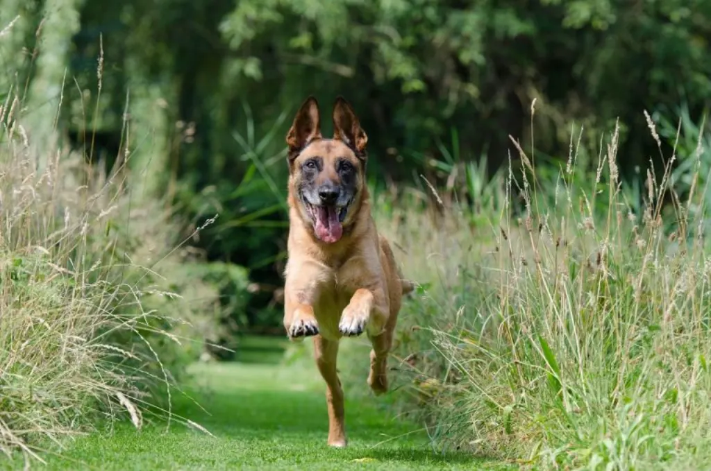 informations essentielles sur le rappel de nourriture pour chiens : causes, marques concernées, risques pour la santé de votre animal et conseils pour agir rapidement.