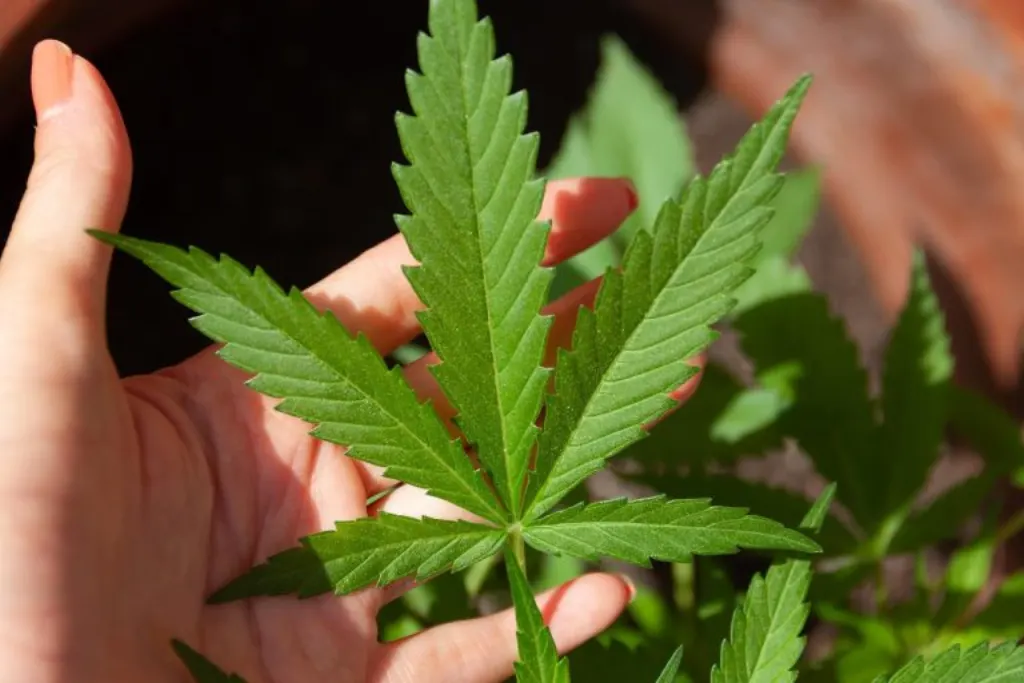 une entreprise de cannabis du michigan ferme ses portes en raison de la nouvelle taxe sur la marijuana, impactant le marché local et les consommateurs.
