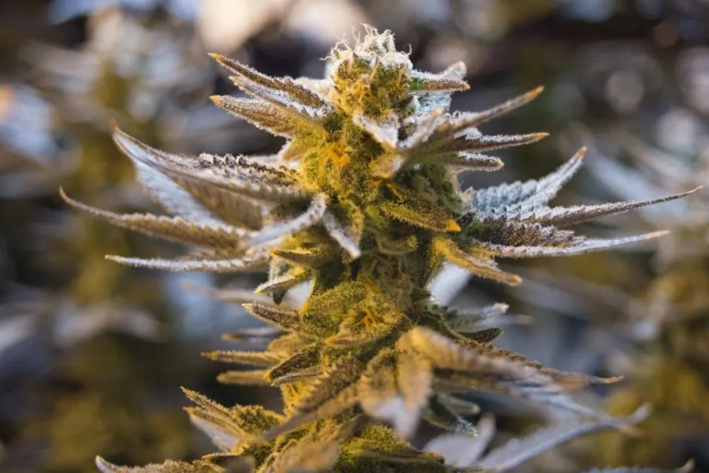 une entreprise de cannabis du michigan ferme ses portes en raison de la nouvelle taxe sur la marijuana, impactant le marché local et les consommateurs.