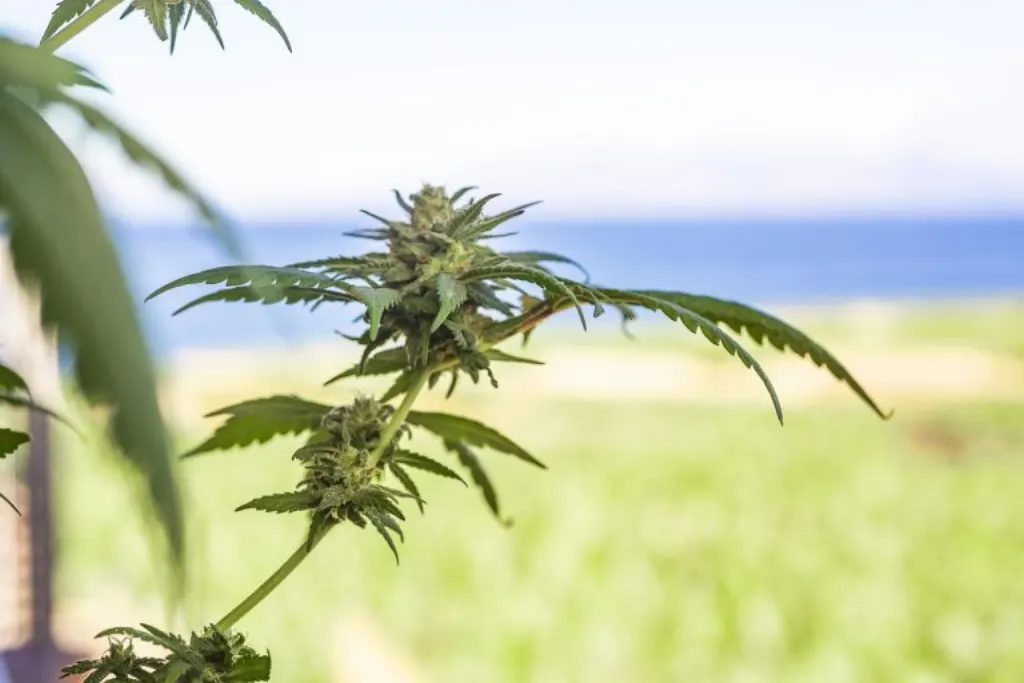 une entreprise de cannabis du michigan ferme ses portes en raison de la nouvelle taxe sur la marijuana, impactant le marché local et ses employés.