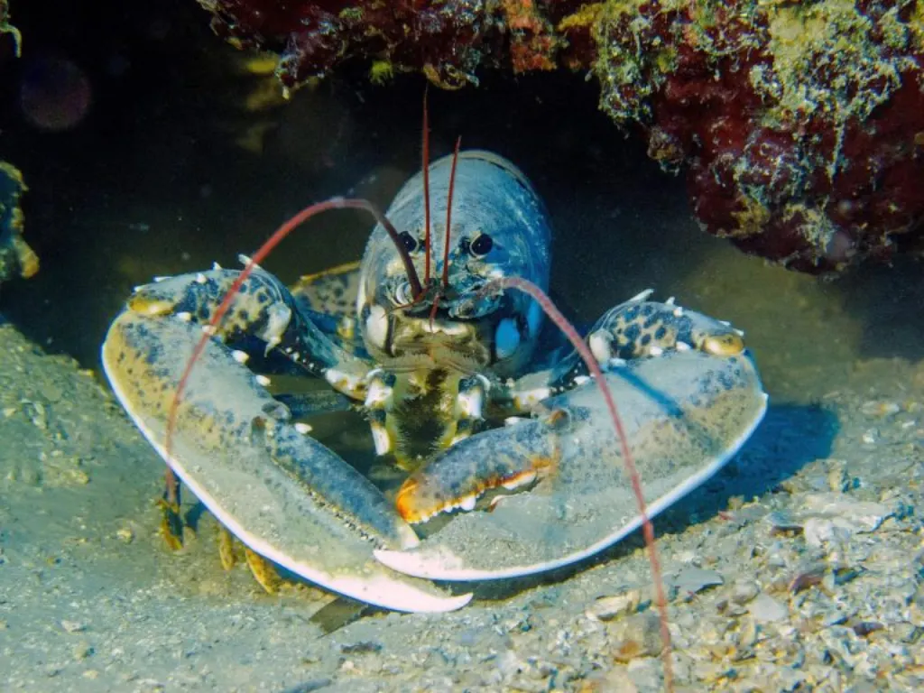 découvrez le retour du pdg de red lobster : stratégie, défis et perspectives pour relancer la célèbre chaîne de restaurants de fruits de mer.