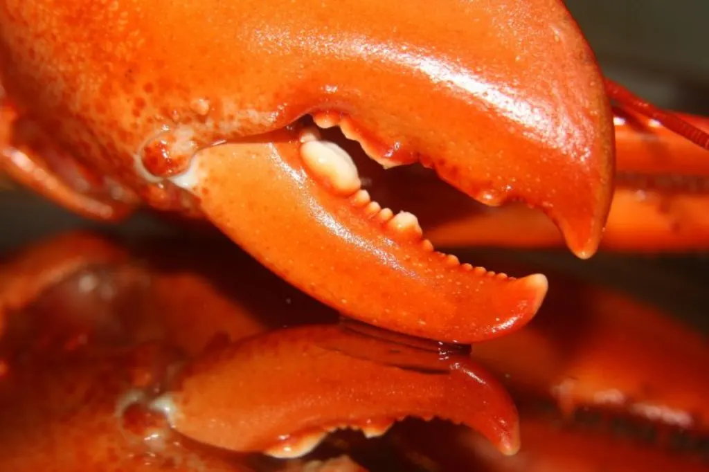 découvrez le retour du ceo de red lobster, sa vision et les nouveautés à venir pour la célèbre chaîne de restaurants de fruits de mer.