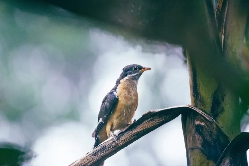 découvrez l'expansion anthropique en inde et son impact sur l'environnement, l'urbanisation et les ressources naturelles dans ce pays en pleine croissance.