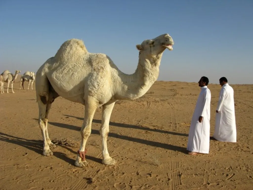 informations et mises à jour sur l'accident d'hélicoptère de saudi aramco, son impact et les mesures de sécurité en cours.