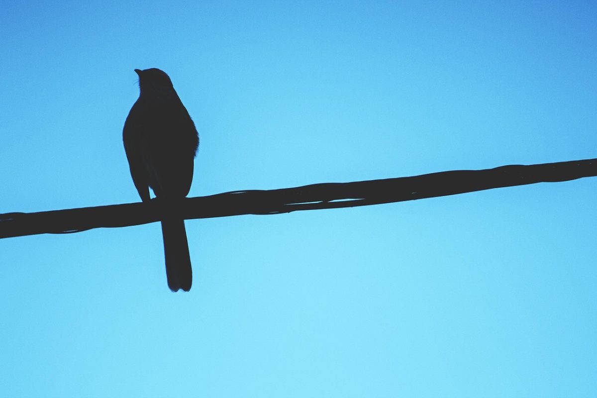 découvrez bad birdie, l'expérience de golf décalée qui allie humour et compétition pour des parties inoubliables entre amis.