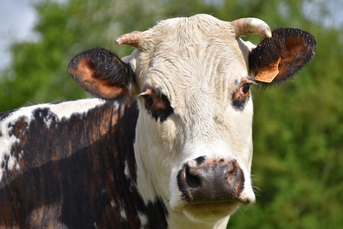 découvrez anthony norman, un expert passionné reconnu pour son savoir-faire et son engagement dans son domaine.