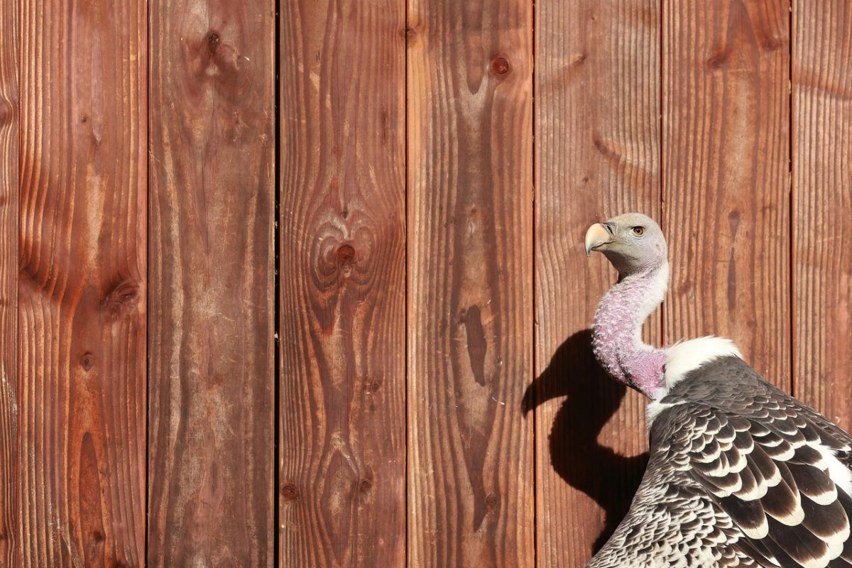 découvrez les raisons de la faillite de la chaîne de boulangeries, son impact sur le marché et les perspectives pour les clients et employés.